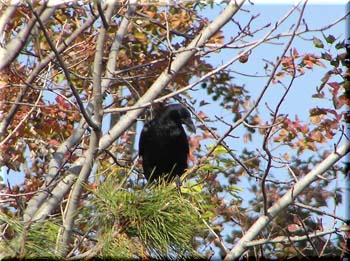 karasu
